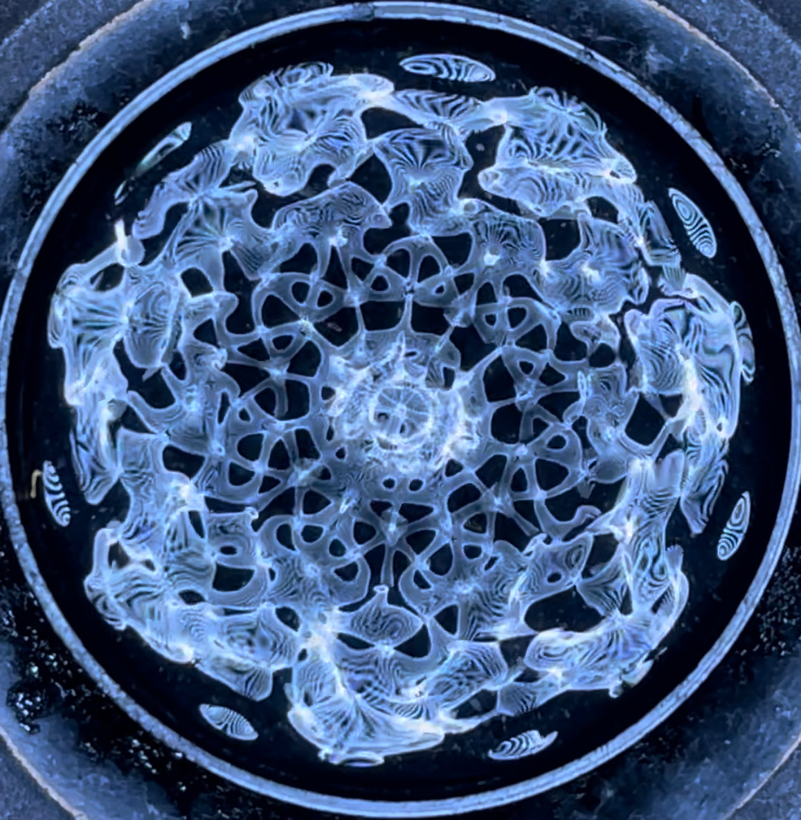 A cymatic pattern formed in water by musical vibration